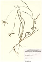 藏品(龍爪茅)的圖片